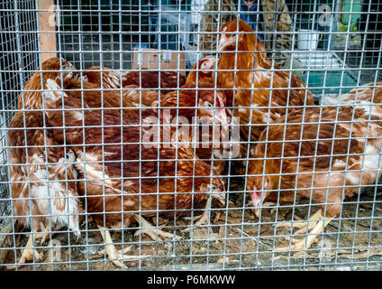 Un sacco di polli marrone sono seduti in una gabbia. Essi sono venduti nel mercato. Foto Stock