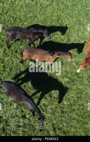 Graditz chiodati, Bird's-eye, cavalli in un pascolo Foto Stock