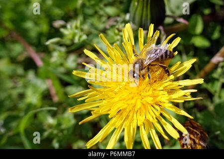 Berlino, Germania, bee raccoglie il nettare da un lewenzahnbluete Foto Stock