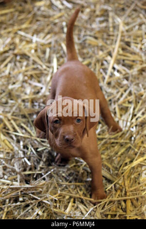 Neuenhagen, Germania, Magyar Vizsla Hundewelpe guarda con attenzione al visualizzatore Foto Stock