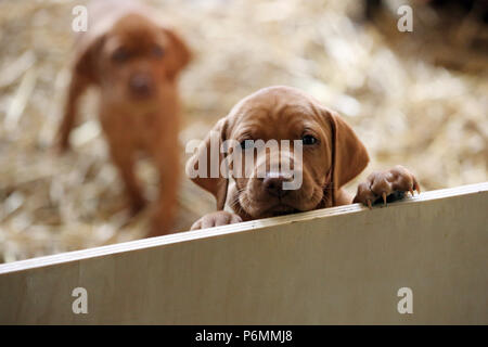 Neuenhagen, Germania, Magyar Vizsla Hundewelpe guarda curiosamente fuori da una scatola di lancio Foto Stock