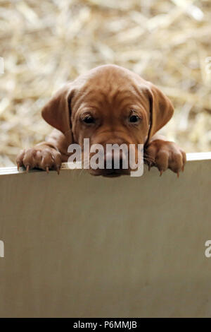 Neuenhagen, Germania, Magyar Vizsla Hundewelpe guarda curiosamente fuori da una scatola di lancio Foto Stock