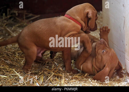 Neuenhagen, Germania, Magyar Vizsla cuccioli di cane giocare insieme Foto Stock