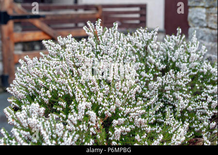 Erica carnea, pianta flowering aka Springwood bianco, inverno Heath, neve Heath, e Heather, con abbondanti piccolo, a urna, silvery fiori bianchi Foto Stock