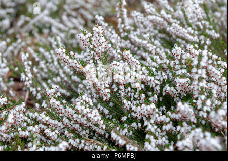 Erica carnea, pianta flowering aka Springwood bianco, inverno Heath, neve Heath, e Heather, con abbondanti piccolo, a urna, silvery fiori bianchi Foto Stock