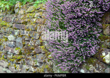 Erica x darleyensis o Rosa pagliuzze aka Furzey, inverno Heath, Springwood rosa, Dicembre rosso, con abbondanti piccolo, a urna, viola fiori di colore rosa Foto Stock