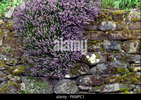 Erica x darleyensis o Rosa pagliuzze aka Furzey, inverno Heath, Springwood rosa, Dicembre rosso, con abbondanti piccolo, a urna, viola fiori di colore rosa Foto Stock