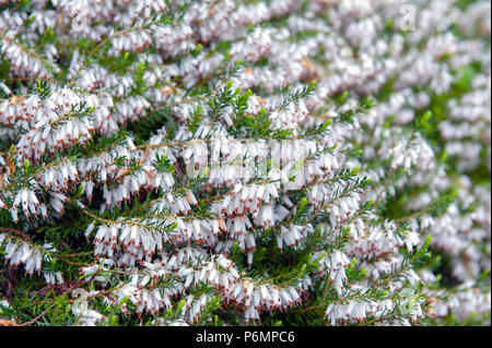 Erica carnea, pianta flowering aka Springwood bianco, inverno Heath, neve Heath, e Heather, con abbondanti piccolo, a urna, silvery fiori bianchi Foto Stock