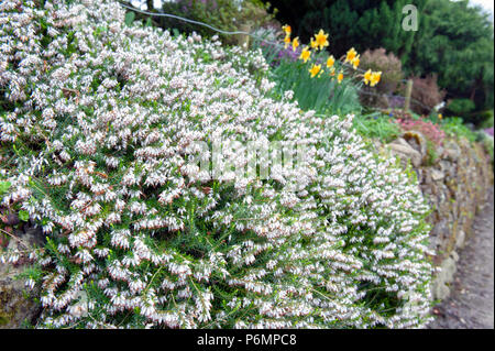 Erica carnea, pianta flowering aka Springwood bianco, inverno Heath, neve Heath, e Heather, con abbondanti piccolo, a urna, silvery fiori bianchi Foto Stock