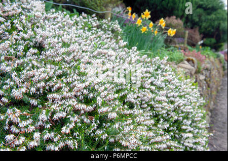 Erica carnea, pianta flowering aka Springwood bianco, inverno Heath, neve Heath, e Heather, con abbondanti piccolo, a urna, silvery fiori bianchi Foto Stock