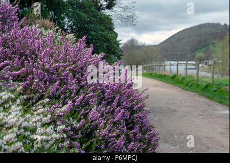 Erica x darleyensis o Rosa pagliuzze aka Furzey, inverno Heath, Springwood rosa, Dicembre rosso, con abbondanti piccolo, a urna, viola fiori di colore rosa Foto Stock