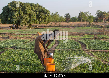 Donna togolese abbeveraggio un campo in Karsome, Togo. Foto Stock