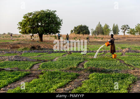 Donna togolese abbeveraggio un campo in Karsome, Togo. Foto Stock