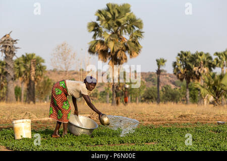 Donna innaffiando le sue campo in Karsome, Togo. Foto Stock