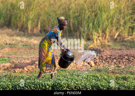 Donna innaffiando le sue campo in Karsome, Togo. Foto Stock