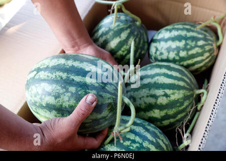 Mercato galleggiante lungo il fiume Mekong. I cocomeri. In Cai Be. Il Vietnam. Foto Stock