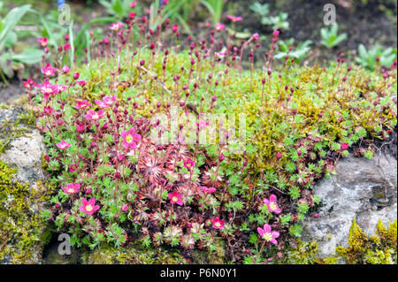 Sassifraga di muschio con rosa a forma di coppa luminosa e soft-rosa sbocciare fiori che crescono sul bagnato pietre di muschio in un giardino di roccia durante la primavera Foto Stock