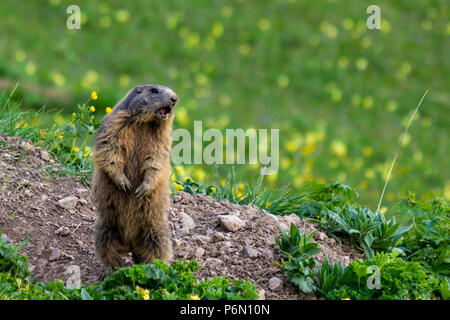 Marmotta (marmotta) in piedi in posizione di allarme e urlando Foto Stock