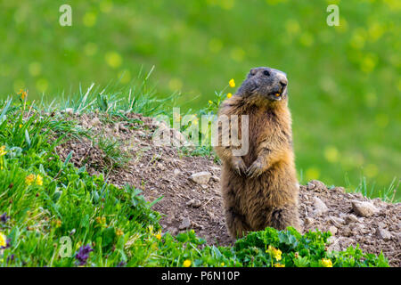 Marmotta (marmotta) in posizione allarme Foto Stock