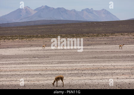 Wild Lama Vigogna nelle Ande, Perù Foto Stock