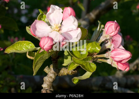 Fiori su un albero di mele (varietà: Red Pippin, aka Fiesta), in un frutteto organico a Bristol. Foto Stock