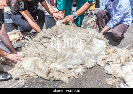 La tosatura delle pecore in La Orotava village (Tenerife Island) Foto Stock