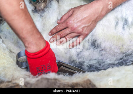 La tosatura delle pecore in La Orotava village (Tenerife Island) Foto Stock