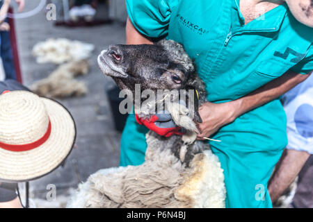La tosatura delle pecore in La Orotava village (Tenerife Island) Foto Stock