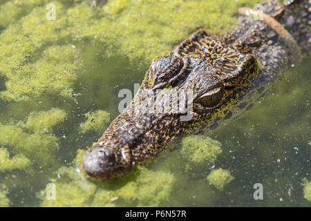 Captive coccodrillo cubano, Crocodylus rhombifer, è una piccola specie di coccodrilli endemica di Cuba Foto Stock