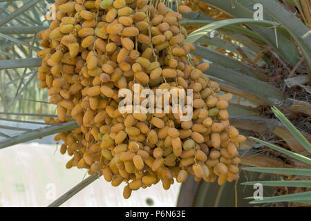 Date immaturo appeso con date di albero in Abu Dhabi, Emirati arabi uniti Foto Stock