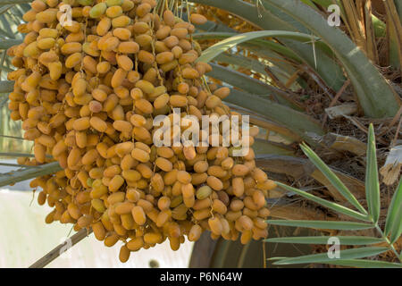 Date immaturo appeso con date di albero in Abu Dhabi, Emirati arabi uniti Foto Stock