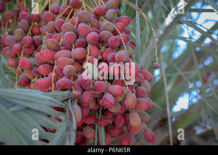 Close up date immaturo, rosso e marrone rossiccio colore può essere trovato sulle strade di Abu Dhabi, negli Emirati Arabi Uniti. Foto Stock