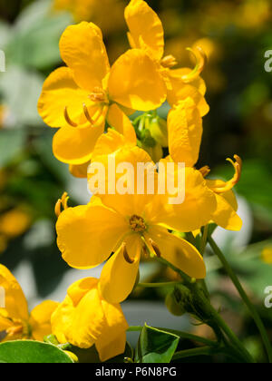 Fiori gialli del lungo fiore pianta gareenhouse, Senna corymbosa Foto Stock