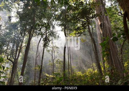Raggi solari rendendo il modo attraverso una nebbia Foto Stock