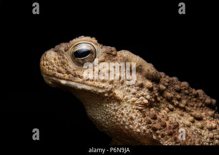 Fiume gigante toad Bufo juxtasper Foto Stock