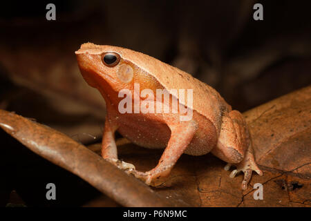 Rufous-adesivo su entrambi i lati Kalophrynus rana pleurostigma Foto Stock