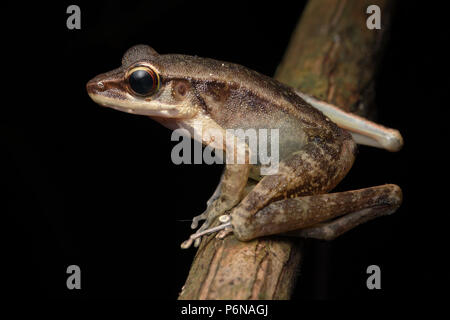 Nord del torrente rana orphnocnemis Meristogenys Foto Stock