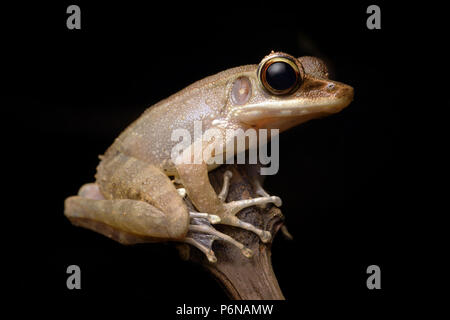 Montane rana torrent Meristogenys amoropalamus Foto Stock