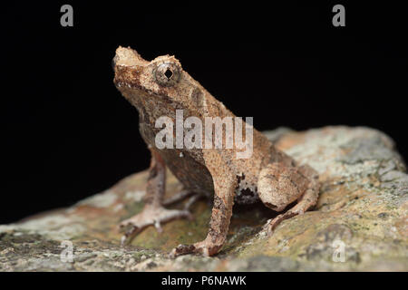 Breve zampe Megophrys toad brachykolos Foto Stock