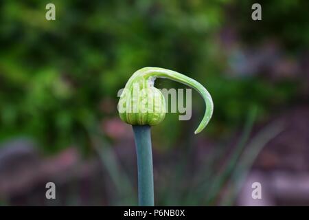 Unico fiore nascere su una cipolla gialla (Allium cepa) impianto con semi di cipolla in un giardino in Utah, Stati Uniti d'America. Foto Stock