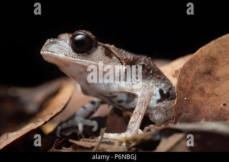 Pianura rana di lettiera Leptobrachium abbotti Foto Stock