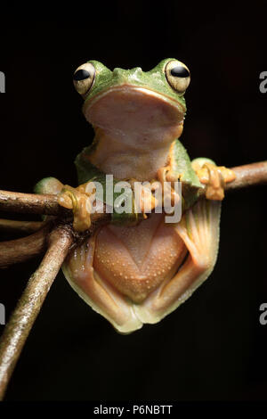 Wallace's Flying Frog Rhacophorus nigropalmatus Foto Stock