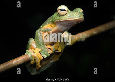 Wallace's Flying Frog Rhacophorus nigropalmatus Foto Stock