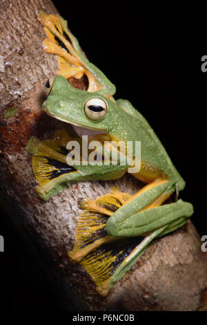 Wallace's Flying Frog Rhacophorus nigropalmatus Foto Stock