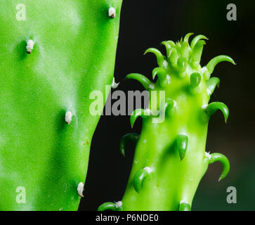 Ingrandire la germinazione di Cactus, Macro shot close up Foto Stock