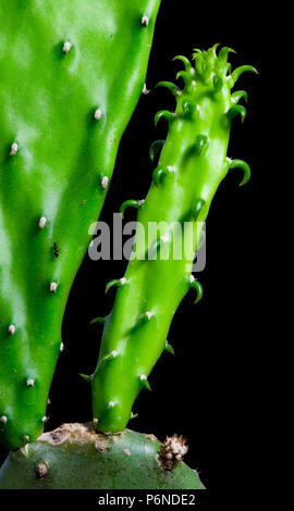 Ingrandire la germinazione di Cactus, Macro shot close up Foto Stock