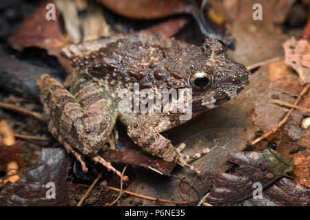 Custode ruvida rana finchi Limnonectes Foto Stock