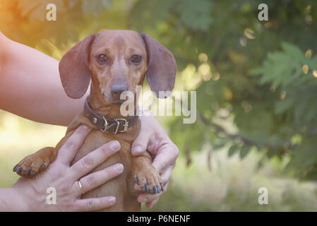 Cane Bassotto, tiene in mano un cane da caccia passeggiate lungo l'erba bassotto Basset Foto Stock