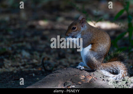 Lo Scoiattolo a mangiare cibo in un parco pubblico Foto Stock