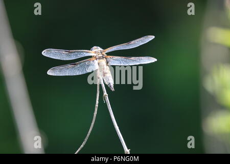 Libellula, (Anisoptera), Nord Ovest Inghilterra, Regno Unito Foto Stock